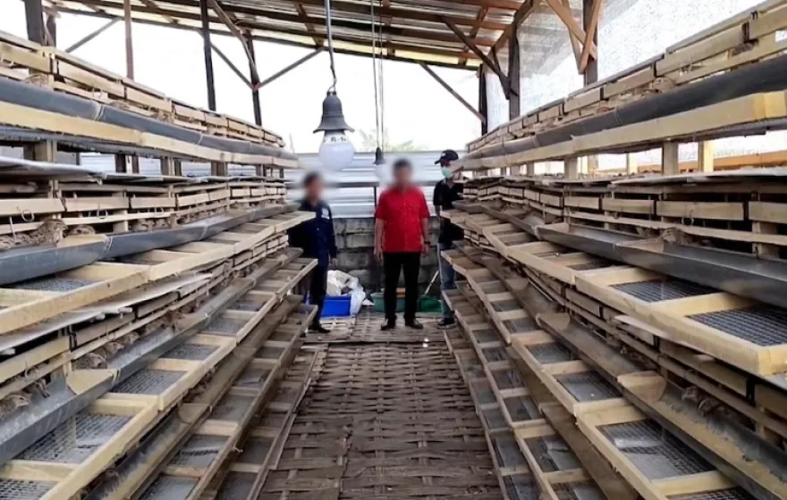 BUMDes Desa Plaosan Matangkan Persiapan Kandang Puyuh Petelur